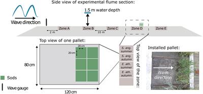 Species-specific and seasonal differences in the resistance of salt-marsh vegetation to wave impact